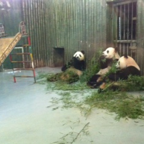 Panda bears at the Zoo