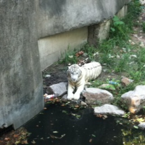 White Bengal Tiger at the Zoo